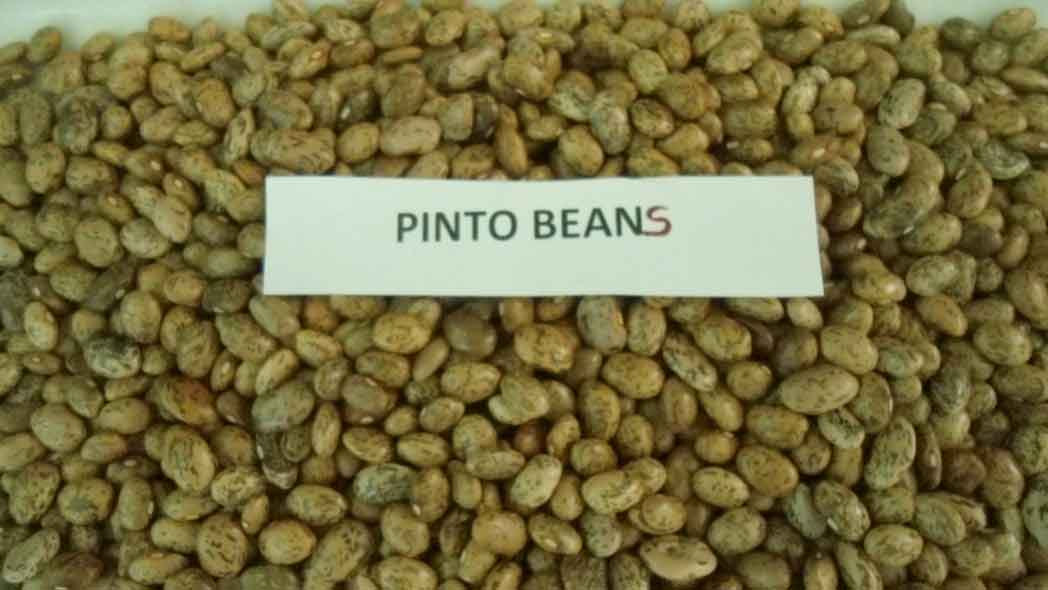 pinto beans