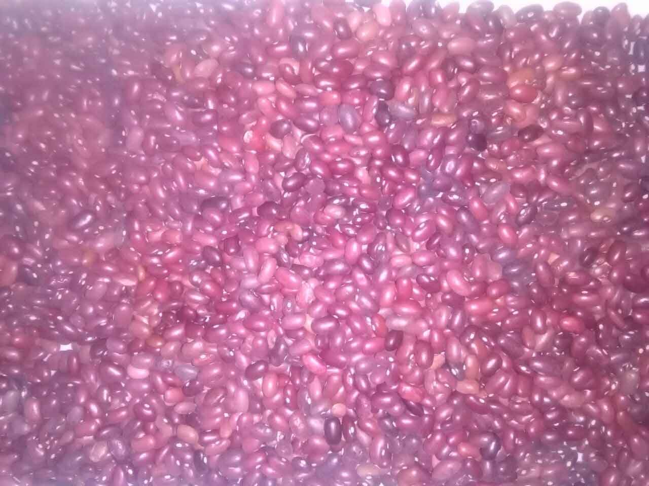 Red Kidney Beans/Gojjam/